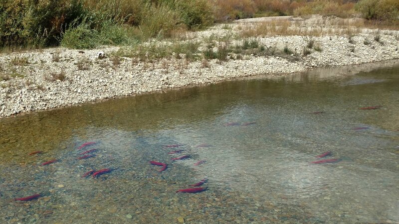 Bight orange-red Kokanee salmon spawning in early September, in the New Fork River just upstream of New Fork Lake.