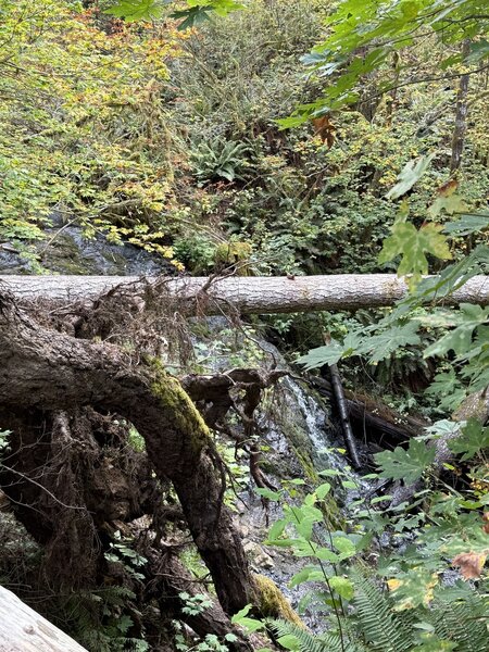 Mima falls