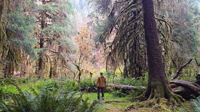 Hall of Mosses