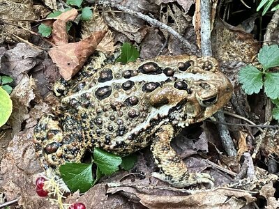 Toad on the trail.