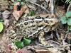 Toad on the trail.