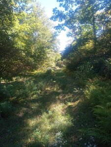 Wide and grassy trail.