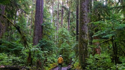 Sol Duc Falls Trail.