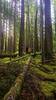 Ancient Groves Trail