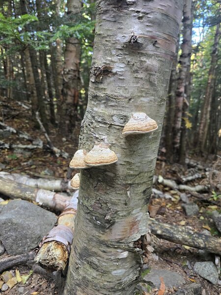Mushrooms on a Tree