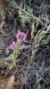 06/21/2026 - Muehlenberg's Centaury, a beautiful pink flower found on the Lost Laird Trail.