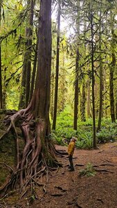 Marymere Falls Trail