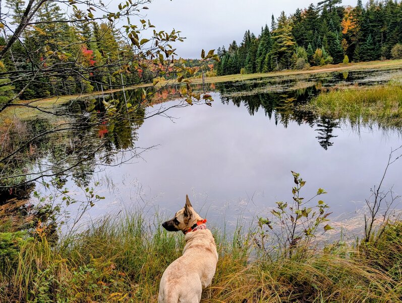 End of trail at beaver pond.