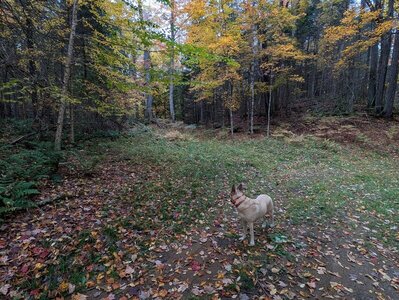 Singletrack to N-P trail at end of jeep trail.