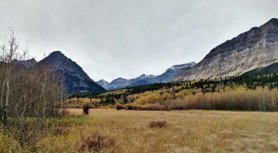 Beautiful, grassy meadows, the bright yellows of fall against the dark green conifers, all with the mountains as a backdrop - Cosley Point (left), distant mountains, and Bear Mountain (right).