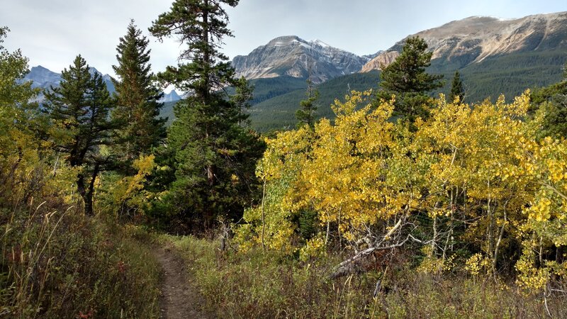 Descending into the Belly River valley, Bear Mountain, 8,841 ft. (center), and Sentinel Mountain, 8,245 ft. (right), are seen through the trees.