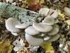 Oyster Mushrooms.