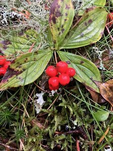 Bunchberry (Cornus canadensis).