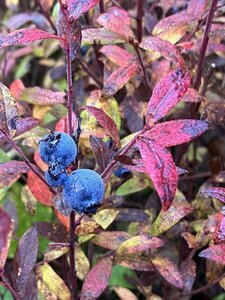 A late-season treat of luscious blueberries.