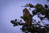 10/17/26 - Great Horned Owl at the top of the cypress tree next to the viewpoint bench.