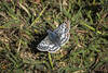 10/14/26 - This butterfly is a Common Checkered-Skipper. It's barely bigger than a nickel!