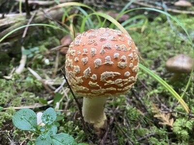 Amanita Mushroom.