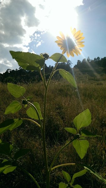 Late season flowers on the Sanitas Valley Trail